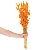 Article Lagurus séché 70 cm 100g en couleur orange