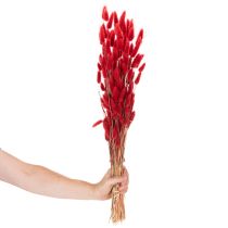 Article Lagurus séché bouquet fleurs séchées rouges 70 cm 100 g