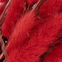 Article Lagurus séché bouquet fleurs séchées rouges 70 cm 100 g