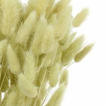 Velvet Grass Lagurus Vert Clair 100g Herbes Sèches