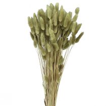 Article Lagurus Herbe Queue de Lapin Séchée Olive 65-70cm 100g