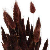 Fleuristerie sèche, herbe décorative, Lagurus Brown L35–50cm 25g