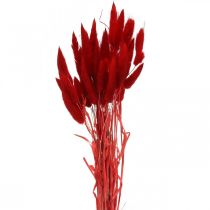 Herbe décorative rouge, lagurus, herbe de velours, fleuristerie sèche L30–50cm 20g