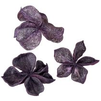 Article Landlotus Mix Mûre, Vieux Rose 50 pcs