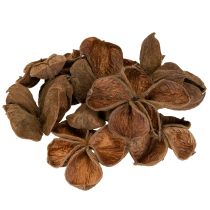Article Lot de 50 fruits séchés de Sterculia "Landlotus" naturels