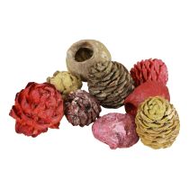 Article Cônes de Leucadendron Bellgum Vert Rouge Jaune Givré 300g