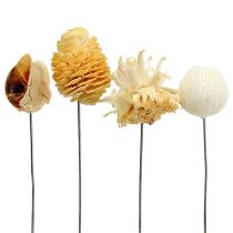 Article Assortiment de Fleurs Séchées Leucodendron Blanchies sur Tige – Lot de 100