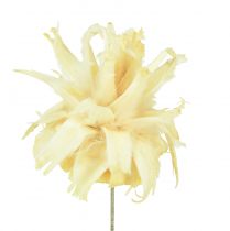 Article Assortiment de Leucodentron blanchi sur fil 100 pièces