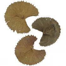 Feuilles de lotus séchées décoration naturelle sèche feuille de nénuphar 50 pièces
