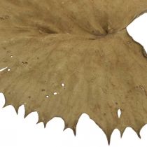 Article Feuilles de lotus séchées décoration naturelle sèche feuille de nénuphar 50 pièces