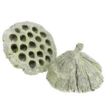 Article Flasque Lotus mix vert lavé Ø6cm - 10cm 50 pcs