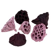 Article Lotus Mix Rose, Erika Ø6cm - Ø10cm 50 pcs