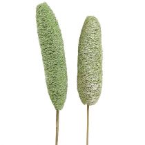 Article Luffa grand sur bâton vert 25 pcs