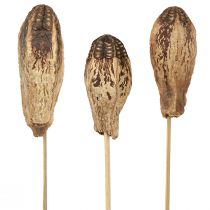 Article Pods en Acajou Décoration Sèche Naturel 45cm 50 pcs
