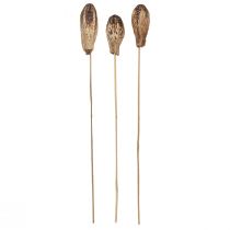 Article Pods en Acajou Décoration Sèche Naturel 45cm 50 pcs