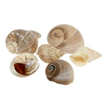 Mélange de coquillage déco maritime nature 400g