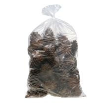 Article Cônes Maritima 14/18 naturel 25 pcs