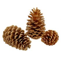 Article Maritima cônes crème-vanille mélangés 5-18cm 25 pcs