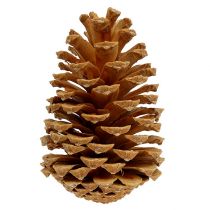 Article Maritima cônes crème-vanille mélangés 5-18cm 25 pcs