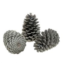 Article Pommes de pin maritime Cônes 10-14cm Blanchies 25pcs