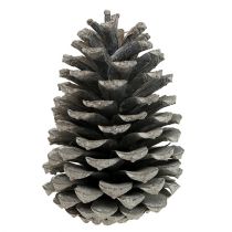 Article Pommes de pin maritime Cônes 10-14cm Blanchies 25pcs