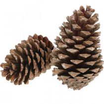 Article Cônes Maritima, fleuristerie de deuil, décoration de l&#39;Avent, produit naturel H12-15cm Ø6,5-10cm 50 pièces