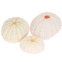 Article Décoration maritime coquille d&#39;oursin rose, blanc décoration à disperser 20 pièces