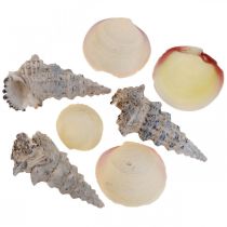 Décoration Maritime Coquilles Escargots Streudeko 600g