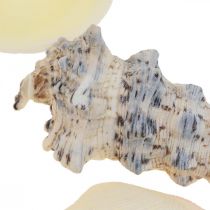 Décoration Maritime Coquilles Escargots Streudeko 600g