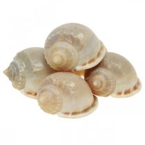 Décoration maritime coquilles d&#39;escargots escargots de mer 4-8cm 10p