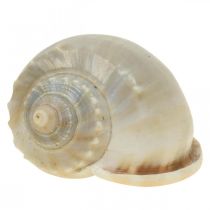 Décoration maritime coquilles d&#39;escargots escargots de mer 4-8cm 10p