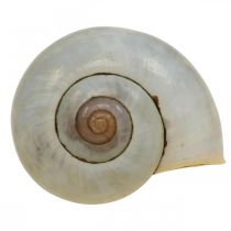 Décoration maritime coquille d&#39;escargot escargots naturels vides 2-5cm 1kg