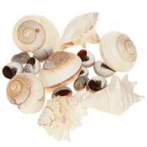 Article Coquille d&#39;escargot de mer, maritime naturelle, 400g