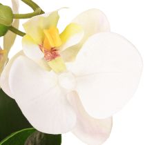 Article Mini orchidées artificielles blanches en pot de 15 cm