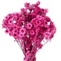 Article Mini Fleur en Paille Rose Fleur Séchée Fleur de Roche H20cm 15g