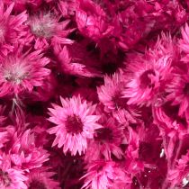 Article Mini Fleur en Paille Rose Fleur Séchée Fleur de Roche H20cm 15g