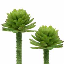 Mini - succulentes 6.5cm 6pcs