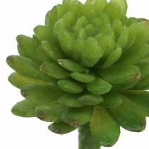 Mini - succulentes 6.5cm 6pcs