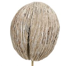 Article Fruit de cerbera blanchie sur bâtonnet 7-10cm 6 pièces