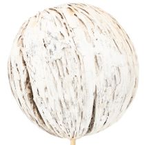 Article Fruit de cerbera blanchie sur bâtonnet 7-10cm 6 pièces