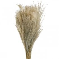Article Herbe sèche Miscanthus 55-75cm herbe à plumes naturelle 100 pcs