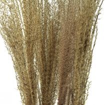 Miscanthus roseau chinois herbe sèche décoration sèche 75cm 10pcs