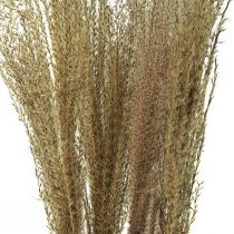 Article Miscanthus roseaux chinois herbes sèches décoration sèche 75cm 10pcs