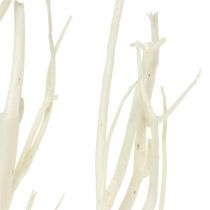 Article Branches Mitsumata blanches 34-60cm 12pcs