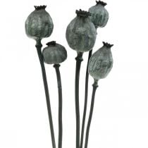 Capsules de graines de pavot couleur noire fleuristerie sèche décoration de graines de pavot 50-60cm 5pcs