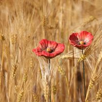 Article Coquelicots en céramique, décoration romantique pour le printemps, jardin et parterres de fleurs, 31 cm, lot de 6.