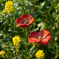 Article Piquets décoratifs de jardin en forme de coquelicot, élément décoratif parfait pour votre jardin, 42 cm, lot de 4