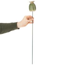 Article Décorations de jardin en capsules de pavot, 60 cm, 2 pièces