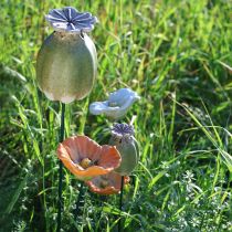 Article Décorations de jardin en capsules de pavot, 60 cm, 2 pièces