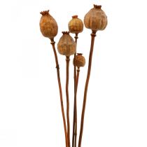 Capsules de coquelicot grand Papaver séché déco coquelicot orange 5pcs
